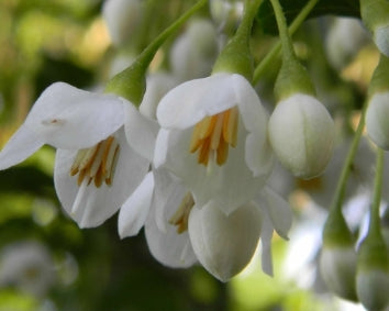 Styrax japonicus 'Slender Beauty' (BBP)