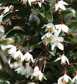 Styrax japonicus 'Evening Light' BBP