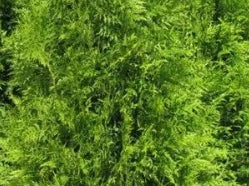 Thuja plicata 'Excelsa'- #2 Grade (AS IS)