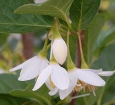 Styrax japonicus 'Emerald Pagoda' (CG)