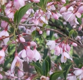 Styrax j. 'Pink Chimes' (pink)