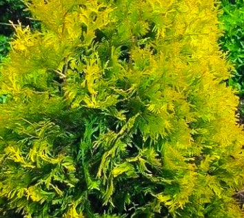 Thuja occ. 'Yellow Ribbon'