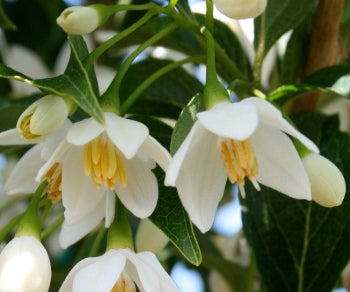 Styrax j. 'Snowcone'®