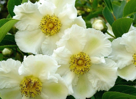 Stewartia pseudocamellia (white) (BBP)