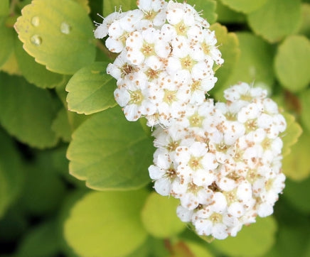 Spiraea x b. 'Lemonball'