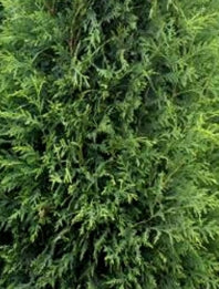 Thuja occ. 'Techny'