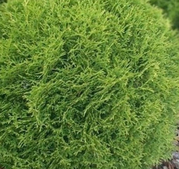 Thuja occ. 'Little Gem'