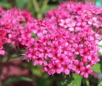 Spiraea x b. 'Anthony Waterer'
