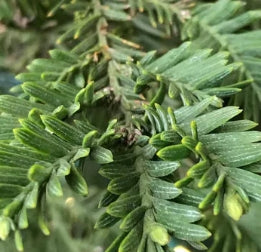 Sequoia s. 'Aptos Blue'