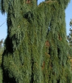 Sequoiadendron g. 'Pendulum'