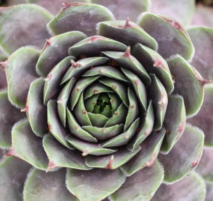 Sempervivum ‘Virgil’