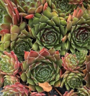 Sempervivum ‘Ursuline’