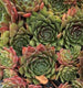 Sticky Image