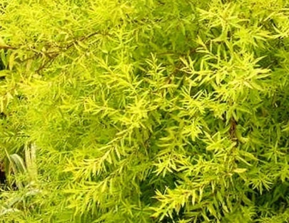 Spiraea th. 'Mellow Yellow'