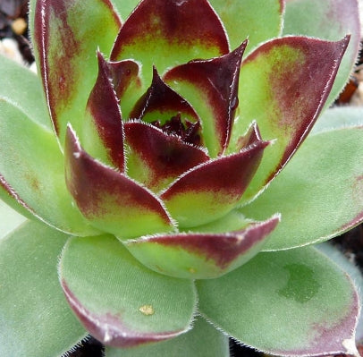 Sempervivum ‘Pluto’