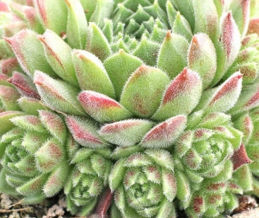 Sempervivum ‘Pacific Trails’