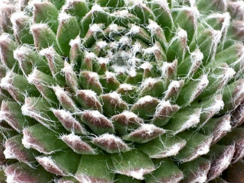 Sempervivum ‘Pacific Feather Power’