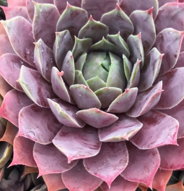 Sempervivum ‘Lilac Time’