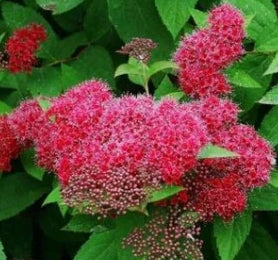 Spiraea j. COLOR CHOICE® DOUBLE PLAY® RED PW PP26993