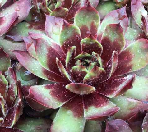 Sempervivum ‘Killer’