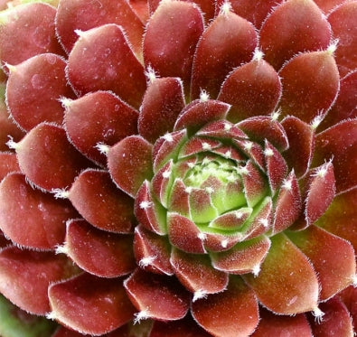 Sempervivum ‘Jeanne d’ Arc’