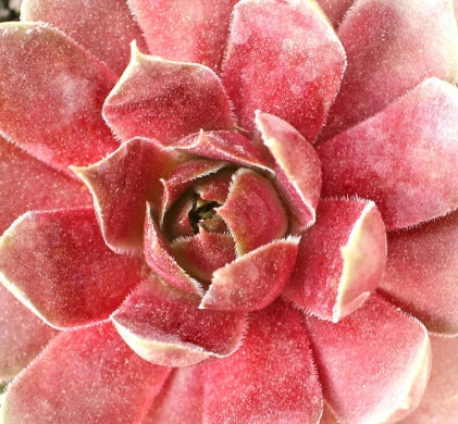 Sempervivum ‘Fuego’