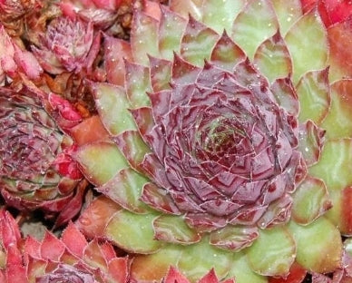 Sempervivum ‘Dynamo’