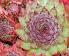 Sticky Image