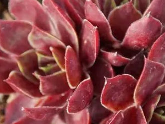 Sempervivum ‘El Toro’