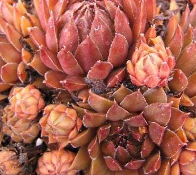 Sempervivum ‘Bronze Pastel’