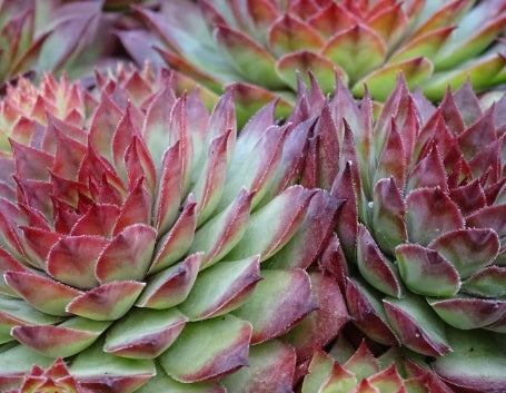 Sempervivum ‘Bronco’