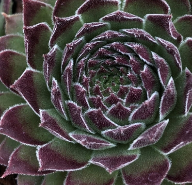 Sempervivum ‘Black Mini’