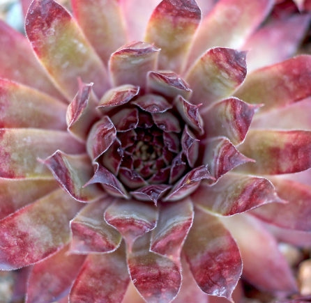 Sempervivum ‘Amanda’