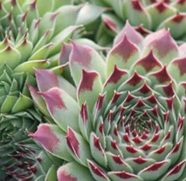Sempervivum tectorum var. calcareum 'Fire Dragon'