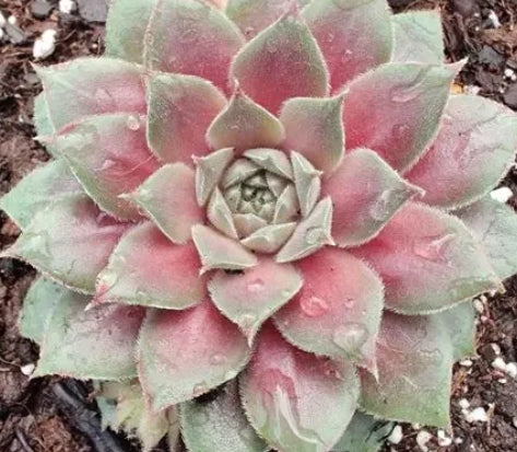 Sempervivum Chick Charms® Silver Suede™