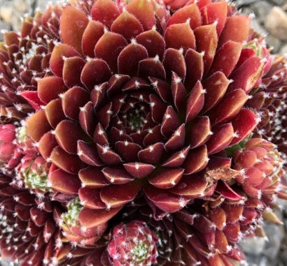 Sempervivum Chick Charms® Cinnamon Starburst