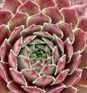 Sempervivum Chick Charms® Bing Cherry™