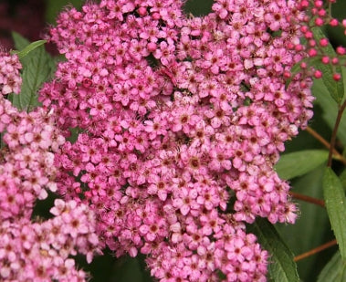 Spiraea j. 'Froebelli'