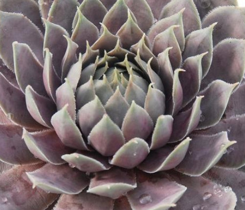 Sempervivum Chick Charms® Berry Blues™