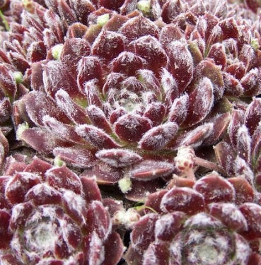 Sempervivum arachnoideum ‘Rubrum’