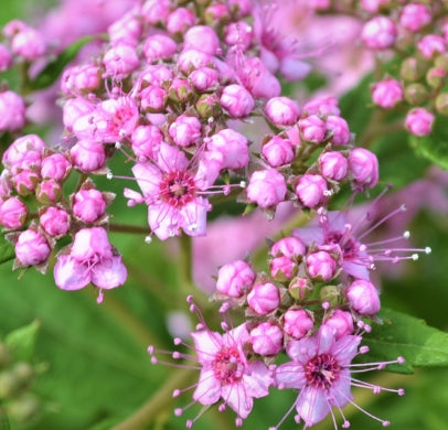 Spiraea j. 'Little Princess'