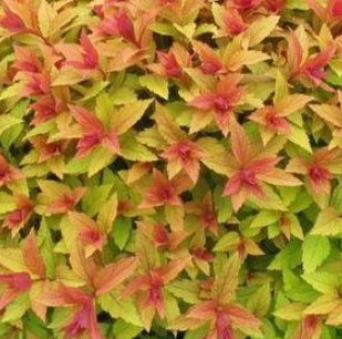 Spiraea j. 'Flaming Mound'