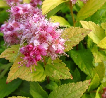 Spiraea j. 'Dakota Goldcharm'®