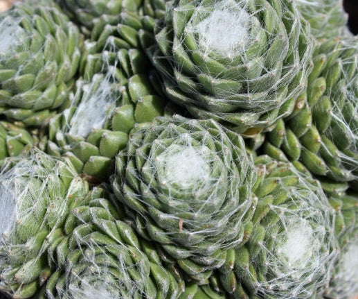Sempervivum arachnoideum 'Forest Frost'