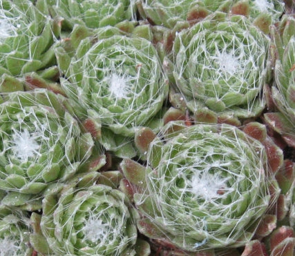 Sempervivum arachnoideum 'Cobweb'