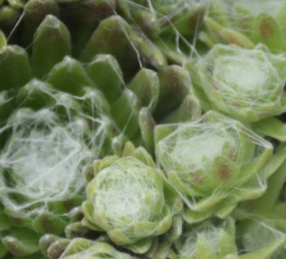 Sempervivum arachnoideum 'Cobweb Buttons'
