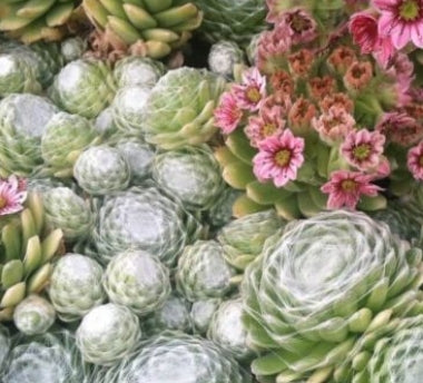 Sempervivum arachnoideum 'Clairchin'