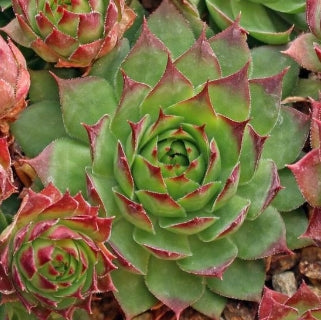 Sempervivum 'Sunset'