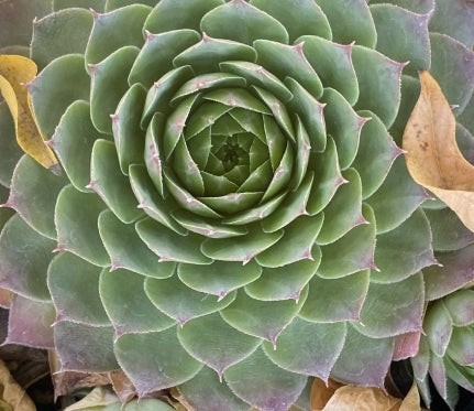 Sempervivum 'Silver King'