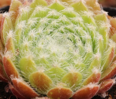 Sempervivum 'Shirley's Joy'